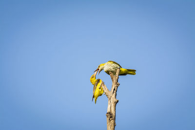 Low angle view of leaf against clear blue sky