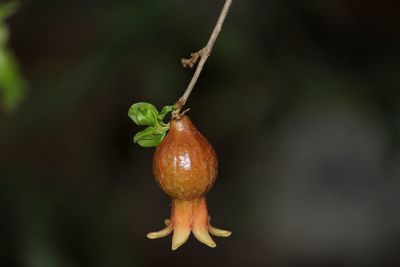 Close-up of wet berries on plant