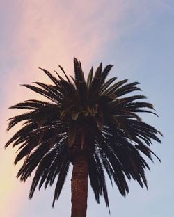 Low angle view of palm tree against sky