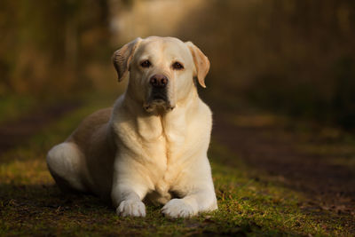 Portrait of dog on field