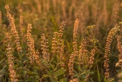 Close-up of flowering plants on field