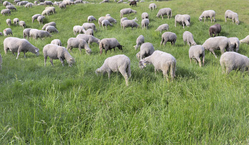 Sheep flock in alpine pasture grazing in a greenery meadow