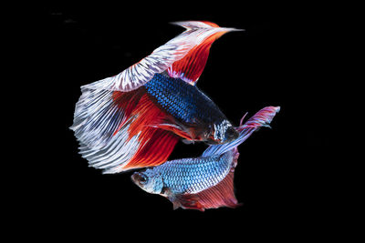 Close-up of fish against black background