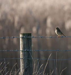 Meadow pipit perching on a barbed wire fence