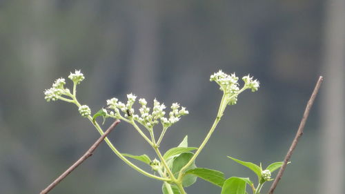 Close-up of flowering plant