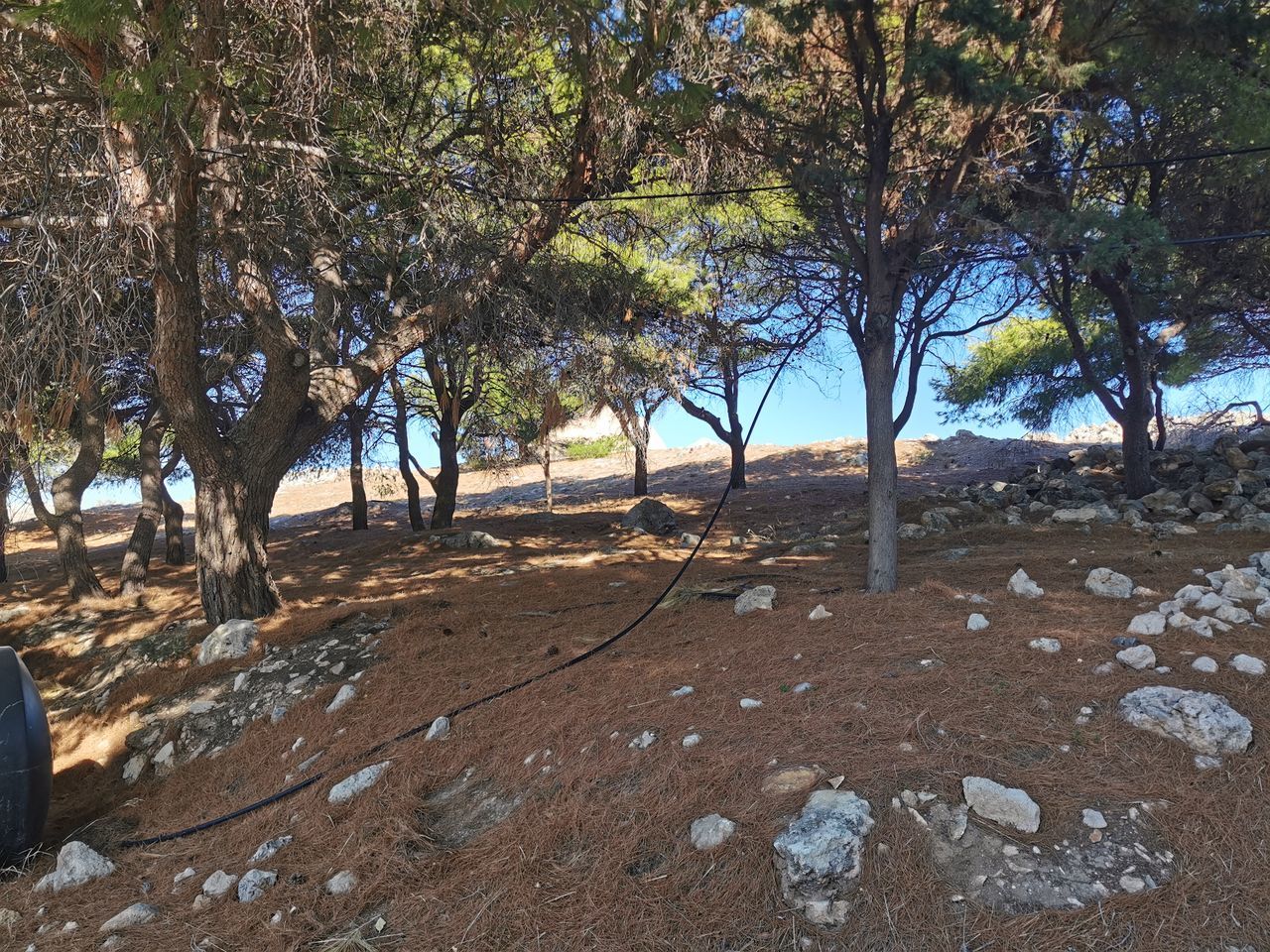 tree, plant, nature, land, day, tranquility, no people, soil, scenics - nature, environment, beauty in nature, tranquil scene, outdoors, landscape, non-urban scene, wilderness, growth, sunlight, natural environment, branch, sky, tree trunk, trunk, trail, water