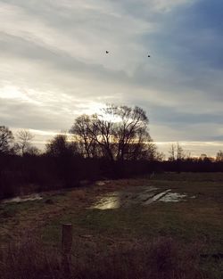 View of birds flying over field against sky
