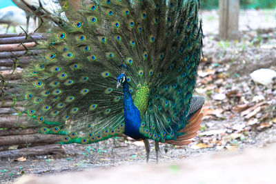 Close-up of peacock on field