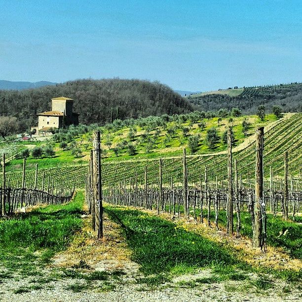 landscape, field, fence, tranquility, tranquil scene, rural scene, agriculture, tree, grass, green color, farm, nature, sky, scenics, beauty in nature, growth, clear sky, mountain, grassy, vineyard