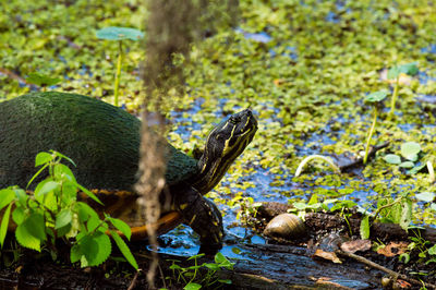 Close-up of turtle on marshland