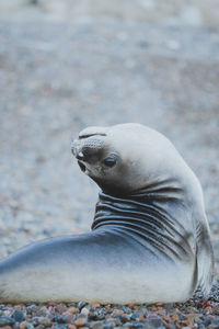 Elephant seal at patagonia.