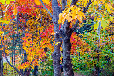 Autumn leaves on tree trunk