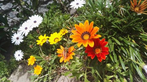 Close-up of yellow flowers blooming outdoors