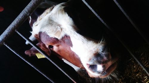 High angle view of cow