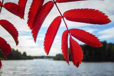 Close-up of red autumn leaves against sky