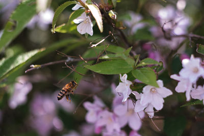 Close-up of bee pollinating on flower