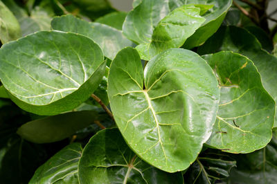 Close-up of fresh green leaves