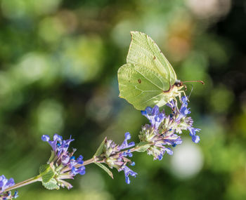 Close-up of butterfly pollinating on purple flower