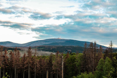 Panoramic view of trees and mountains against sky