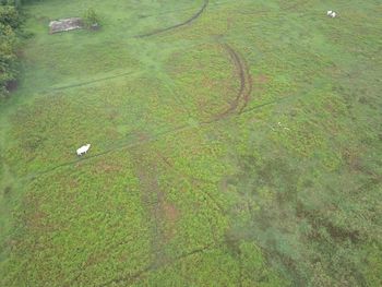 High angle view of ducks on grassy field