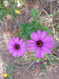 Close-up of fresh purple flowers blooming in field