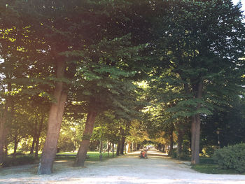 Trees in park