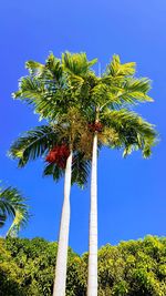 Low angle view of palm tree against clear blue sky