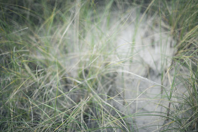 Close-up of grass on field