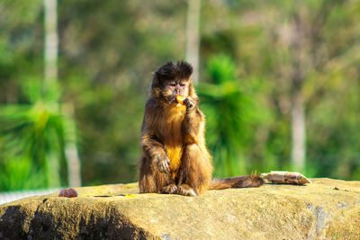 Monkey sitting on rock