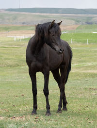 horse