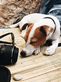 Close-up of dog relaxing