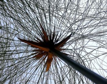 Low angle view of flower against sky