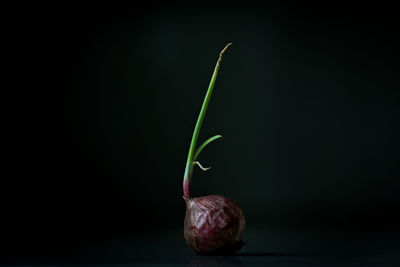 Close-up of apple against black background