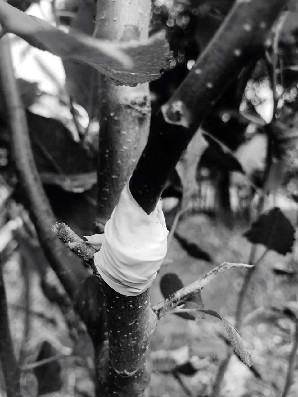 growth, no people, close-up, day, tree, outdoors, nature