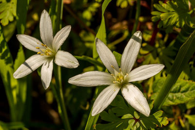 Close-up of flowering plant