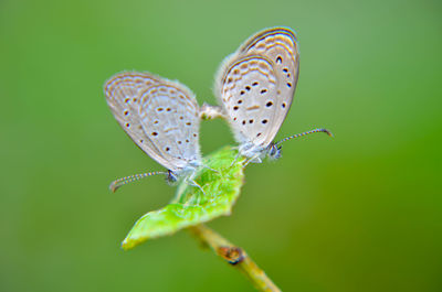 Close-up of butterfly on flower