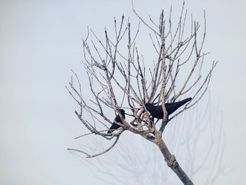 Crows on bare tree
