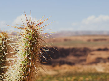 Close-up of wilted plant on field against sky