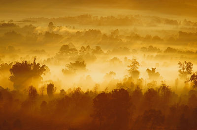 Panoramic shot of trees on landscape against sky