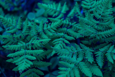 Close-up of fern leaves