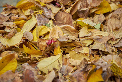 High angle view of dry leaves on field