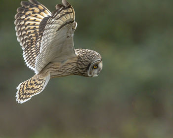 Close-up of eagle flying