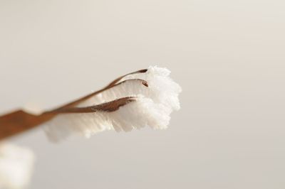 Close-up of flower against clear sky