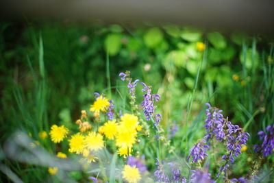 Close-up of butterfly pollinating on purple flower