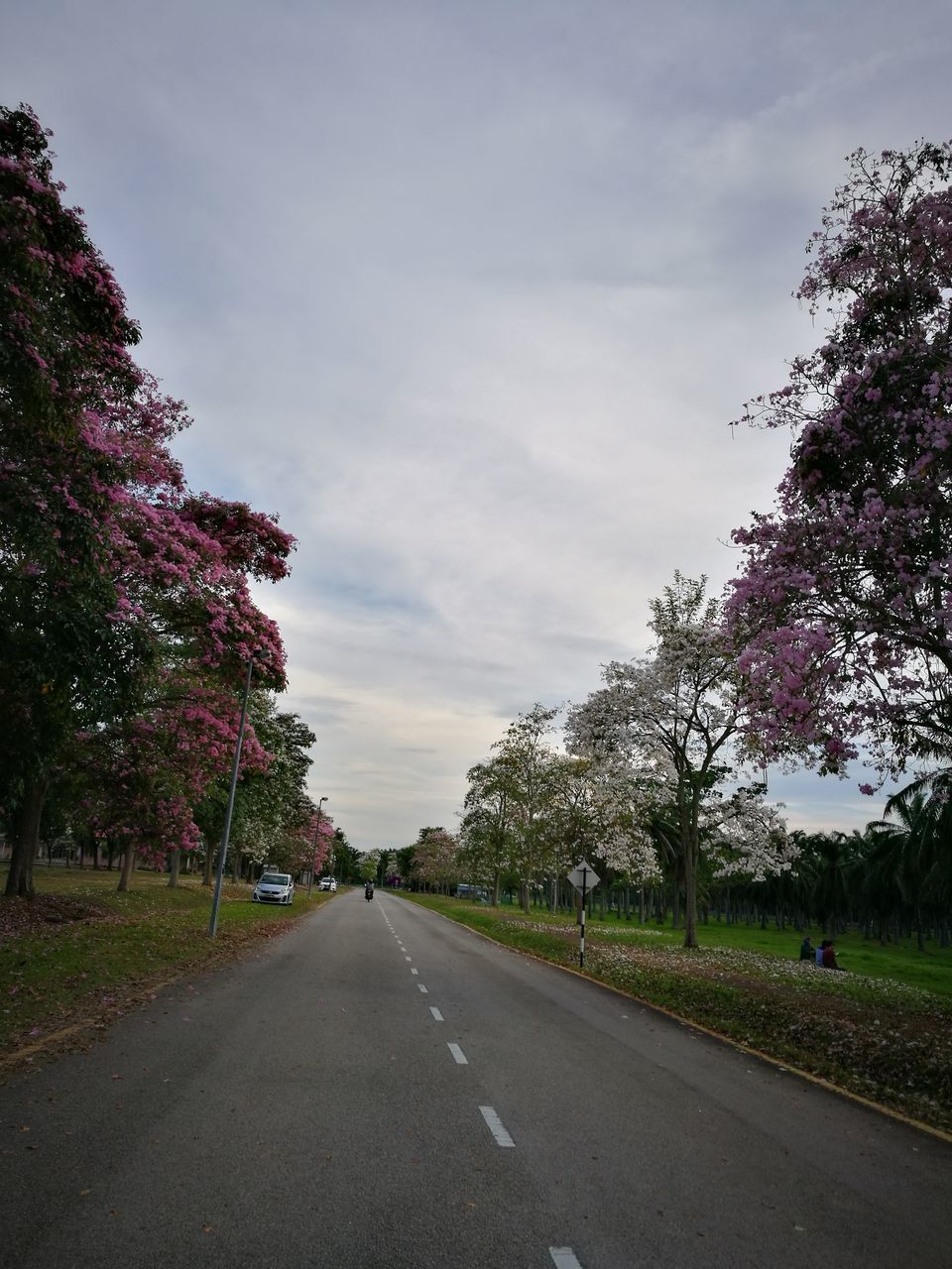 VIEW OF ROAD PASSING THROUGH TREES