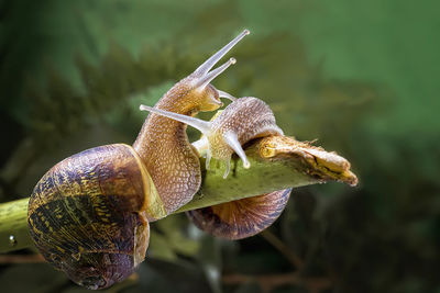 Macro shot of snails on stick