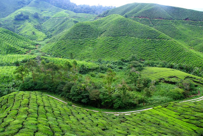 Scenic view of agricultural landscape