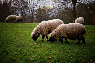 Sheep grazing in a field