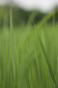 Close-up of wheat growing on field