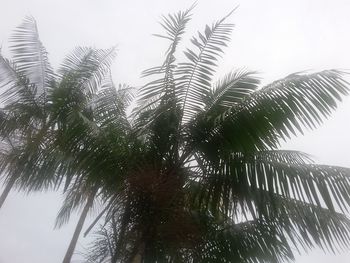 Low angle view of palm trees against clear sky